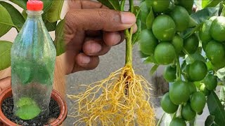 No Seed Lemon Propagation by Removing Oxygen || How to propagate lemon trees from cuttings in onions