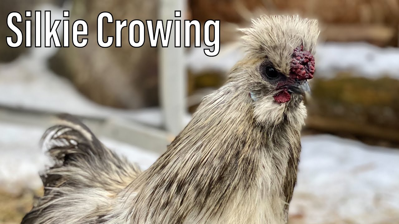 Silkie Rooster Crowing - YouTube