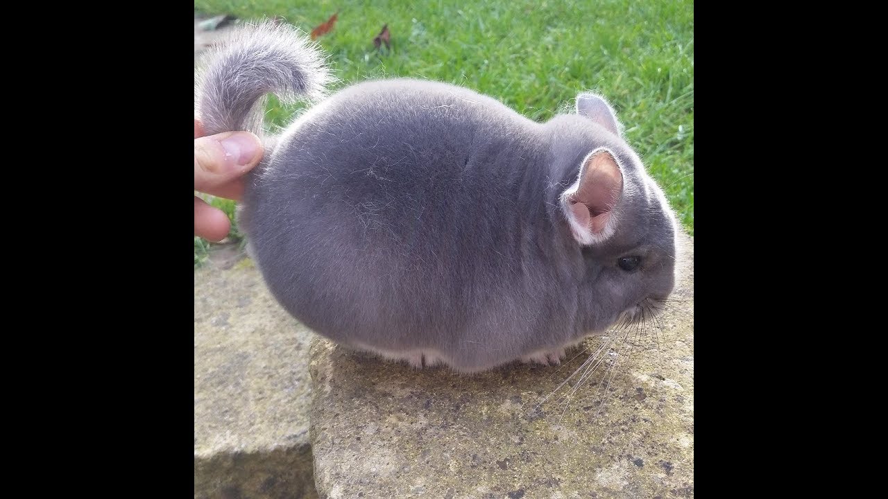 Chinchillas are endangered animals YouTube