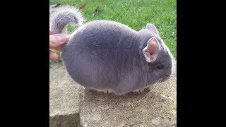 Chinchillas are endangered animals screenshot 3