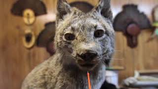 Local Taxidermist Completes Rare Piece