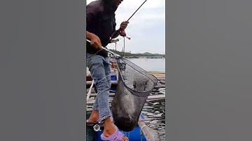 Cách Câu Cá Rìa Bông - Tập 11 | Câu Cá Biển Vũng Tàu ✅ #seafishing #fishing #youtubeshorts #shorts