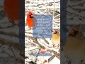 Cardinals in Spirit and Symbol: Quotes to Stir the Soul  #shorts