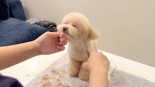 Wake up!!. Toy poodle falls asleep during first grooming