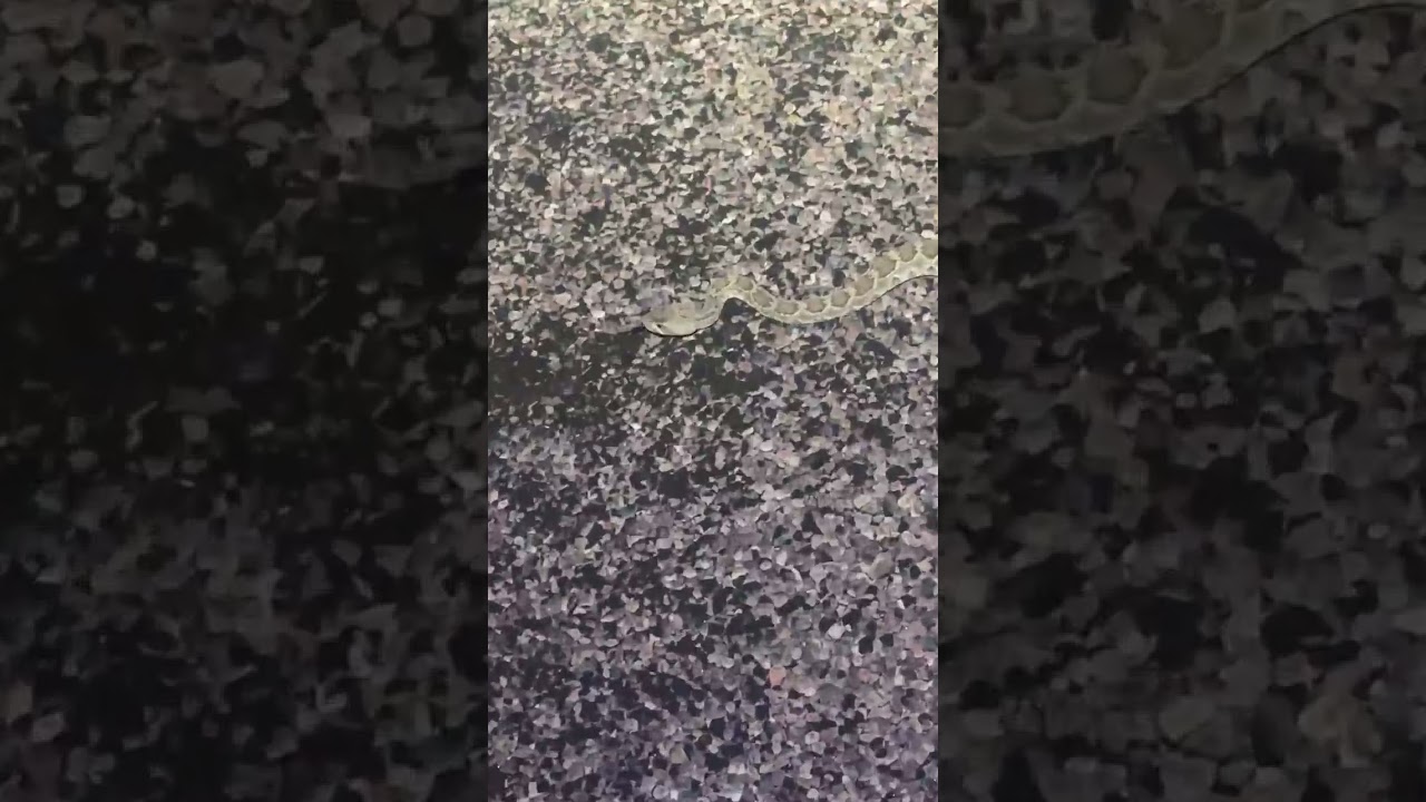 I met a Mojave Rattlesnake on the road