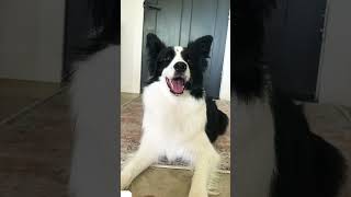 What is her name? #dog #bordercollie #cute #funny #bordercollieworld