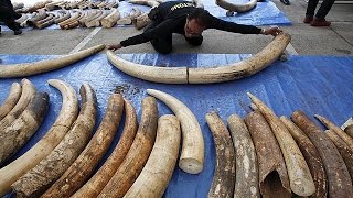 Taylandda 3 Ton Ağırlığında Fildişi Ele Geçirildi