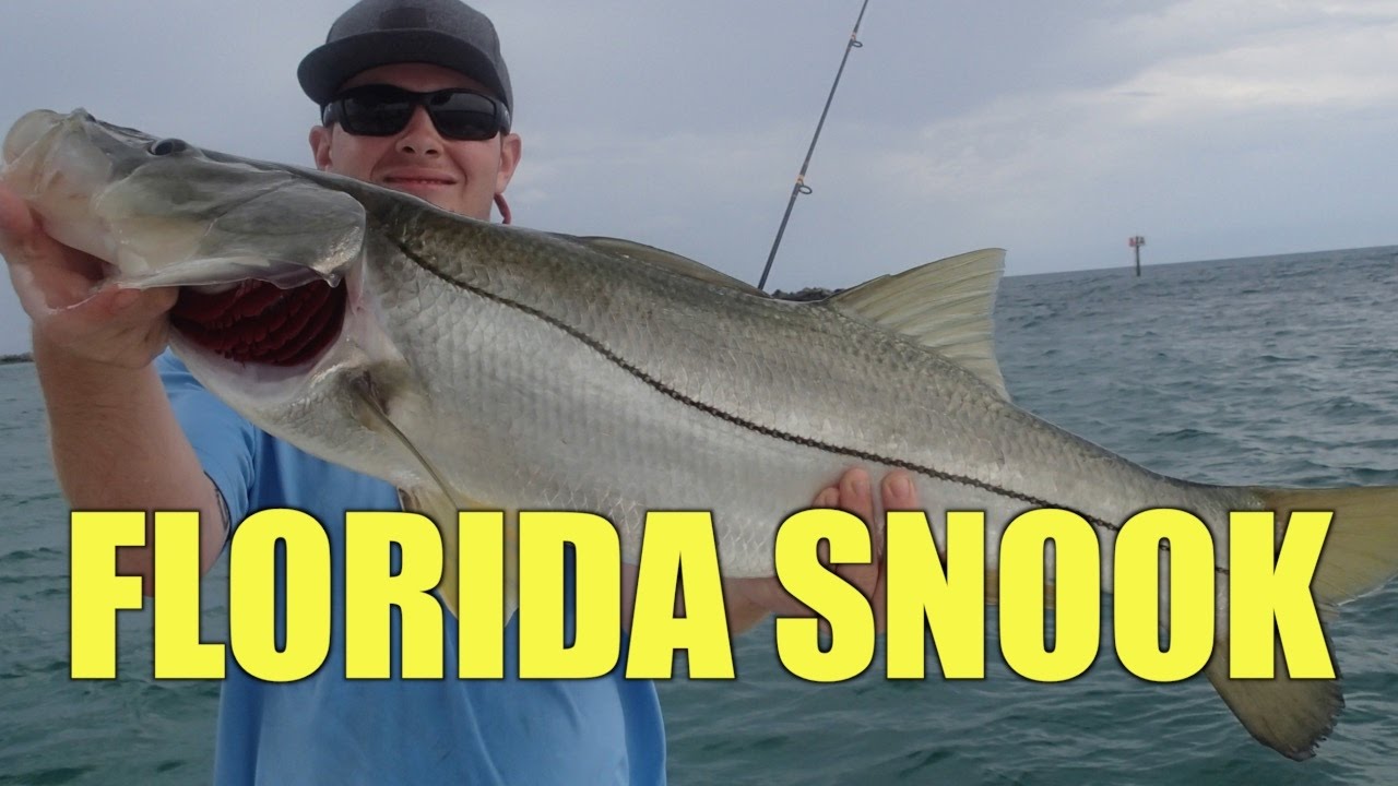 Snook on Live Bait in Stuart Florida - YouTube
