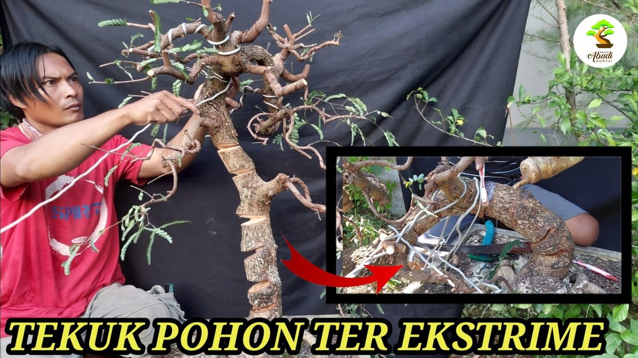 TEKUK BONSAI PALING EKSTRIME - bonsai asam