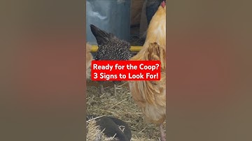 🐥 3 Signs Your Chicks Are Ready for the Coop! 🏡 #homesteadlife #brooder #backyardchickens