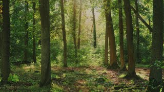 🌳 4K - Relaxing Nature Sounds, Forest Sounds, Bird Song