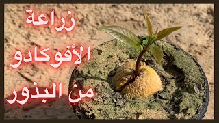 زراعة بذور الافوكادو / How to planting avocado tree from seed