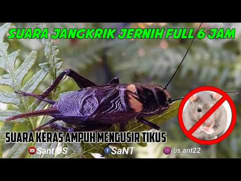 SUARA JANGKRIK JALITENG NYARING - AMPUH UNTUK MENGUSIR TIKUS FULL 6 JAM NON STOP