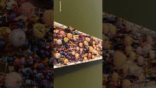 Suggi Kunita Ankola In 2024