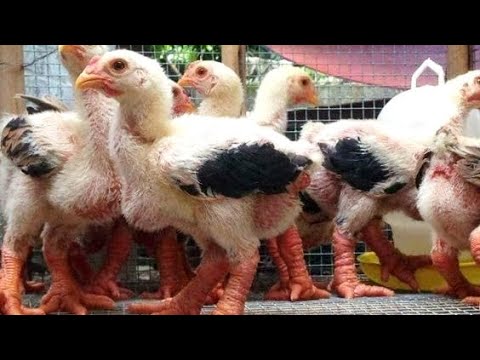 Vídeo: Por que as galinhas dong tao são tão caras?