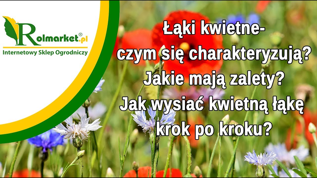 Łąki kwietne - czym się charakteryzują? Jakie mają zalety? Jak wysiać kwietną łąkę krok po kroku?