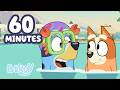 Bluey Apprend à Bingo à Nager Bluey Français Chaîne Officielle 