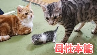 かわいい子猫が心配過ぎる母猫の行動