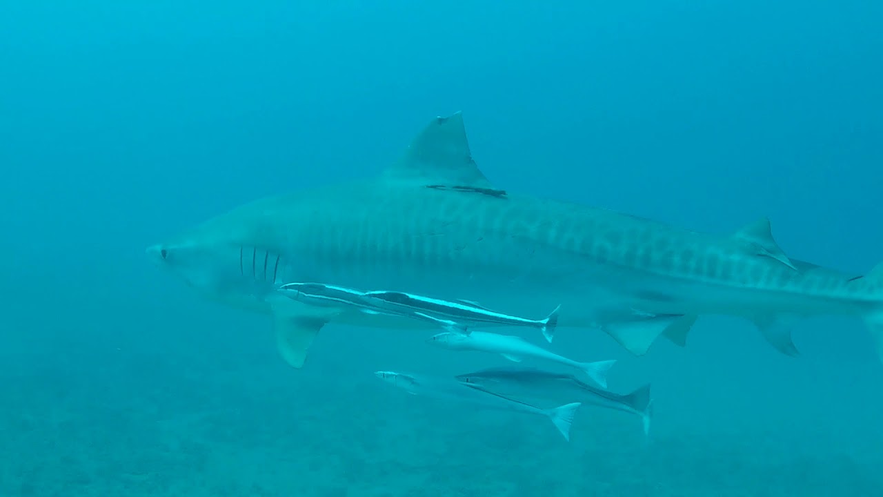 tiger shark vs crocodile Tiger Shark surprises spearos - Florida
