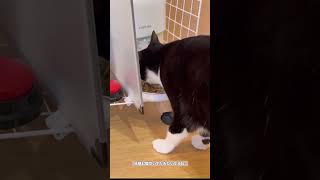 食べ方が下手な猫 #猫 #cat #保護猫 #ねこチャックの日常 #猫のいる暮らし #多頭飼い #ねこ #猫動画 #猫好きさんと繋がりたい #cats #猫のいる生活
