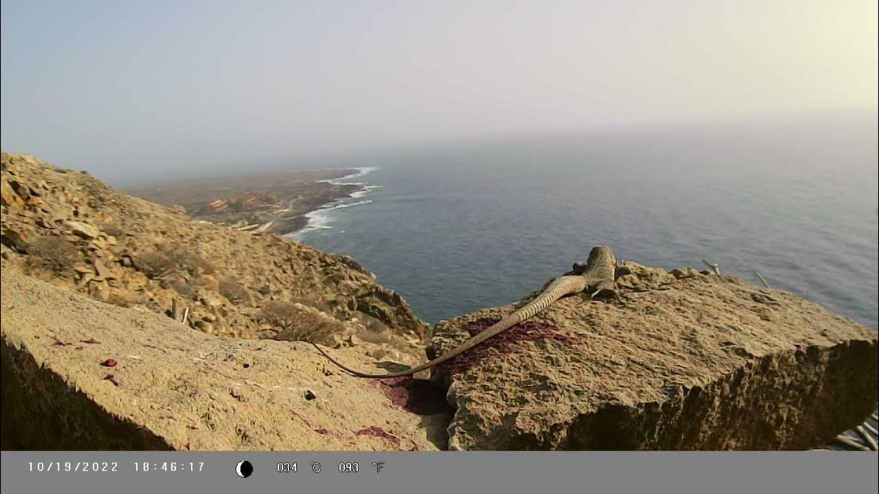 Lagarto canario moteado (Gallotia intermedia) descansa en una roca