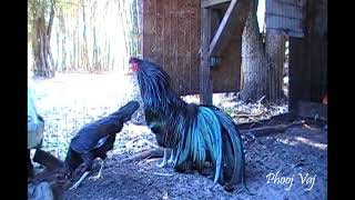 Black Sumatra Rooster Crowing Qaib Dib Tw Ntev