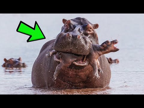 فيديو: كيف تربي الحيوانات صغارها
