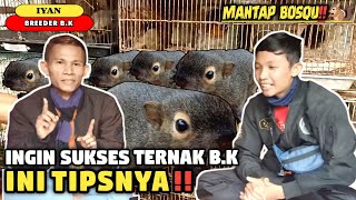 Sukses Ternak Bajing / Tupai Kelapa || 🐿️ INI TIPSNYA!!  ✅