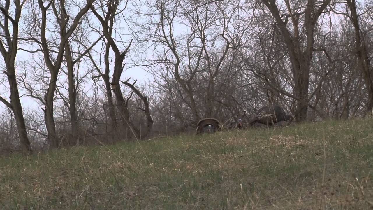 KY Youth Turkey Hunt MA Outdoors YouTube