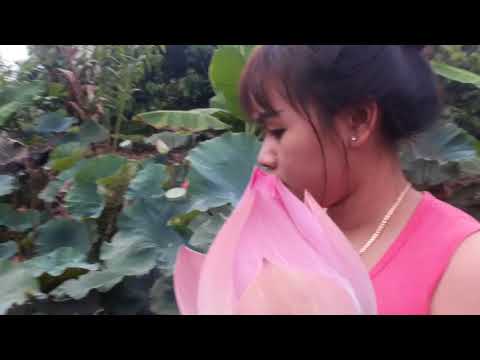 Wow! Beautiful Girl Fishing in Battombong - Khmer Net Fishing - How To catch pearl by hand - (P 002)