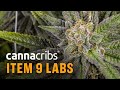 Arizona Processor: Item 9 Labs, Produces Delta 8 THC Cartridges and Award-Winning Extracts