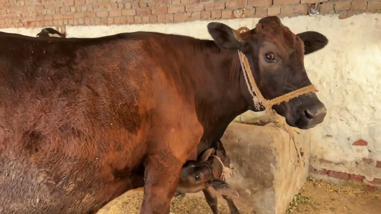 Cow for sale | dairy farming | cow | farmology 