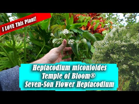 Vídeo: Heptacodium Seven Son Care: consells per fer créixer arbres de set fills