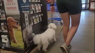 teddy petsmarr