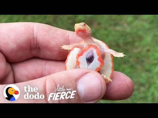 Big Guy Adopts Tiny Special Needs Turtle With An Exposed Heart | The Dodo  Little But Fierce - YouTube