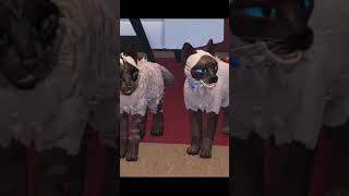 WE ARE SIAMESE IF U DONT PLEASE  #wcueroblox #roblox #memes #edit #warriorcats #funnyvideo #cat