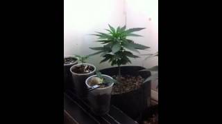 first marijuana grow