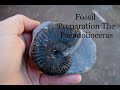 More Fossil Preparation Again