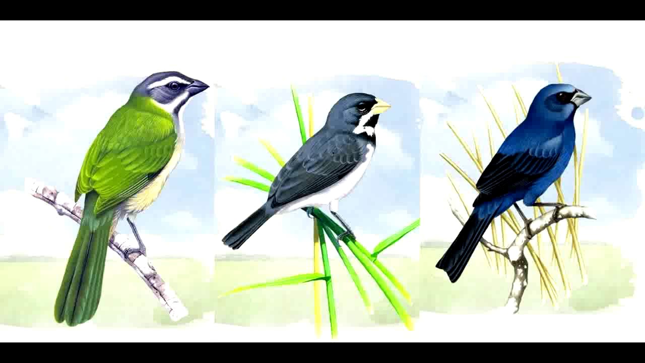 Trinca ferro,Coleirinha,Azulão