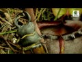 Plantas carnívoras Nepenthes