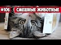 Смешные животные - кот в коробке | Bazuzu Video ТОП подборка 106, февраль 2018