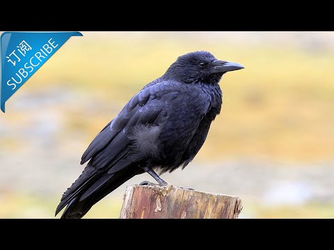 Dark airborne hunter——jungle crow