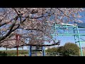 大榑川堤 桜 平田公園 花見 ドライブ cherry blossoms 2023