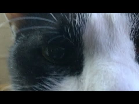 かご猫LIVE配信　210502