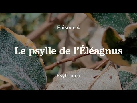 Vidéo: Comment se débarrasser d'Elaeagnus ?