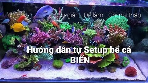 Hướng dẫn chơi cá cảnh 3#: cách tự setup bể cá nước mặn BIỂN