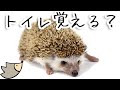 ハリネズミってトイレを覚えるの？トイレのしつけをするための方法　スロープトイレ　ハリネズミ　躾