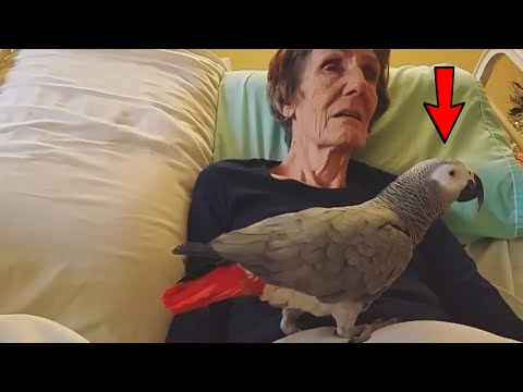 Video: Pro co pták truchlí?