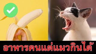 ให้น้องหมากินอาหารแมวได้ไหม!?