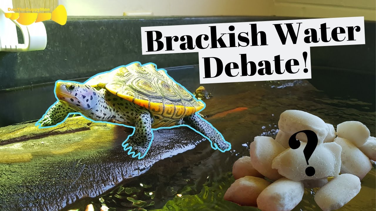 Brackish Water For Diamondback Terrapins Youtube 